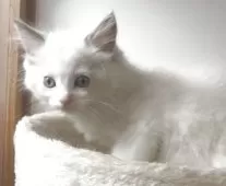 ラグドール【埼玉県・女の子・2025年8月7日・ブルーポイントバイカラー】の写真2