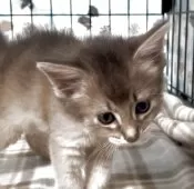 ソマリ【埼玉県・女の子・2025年5月2日・ブルー】の写真3