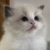 ラグドール【埼玉県・男の子・2025年11月1日・ブルーポイントバイカラー】の写真3