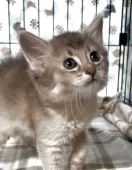 ソマリ【埼玉県・女の子・2025年5月2日・ブルー】の写真4