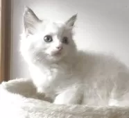 ラグドール【埼玉県・女の子・2025年8月7日・ブルーポイントバイカラー】の写真4