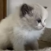 ラグドール【埼玉県・男の子・2025年11月1日・ブルーポイントバイカラー】の写真5