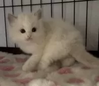 ラグドール【埼玉県・男の子・2025年1月31日・ブルーポイントバイカラー】の写真5