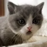 ブリティッシュショートヘア【埼玉県・男の子・2025年11月4日・ブルー&ホワイト】の写真5