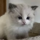 ラグドール【埼玉県・男の子・2025年11月1日・ブルーポイントバイカラー】の写真6