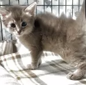 ソマリ【埼玉県・女の子・2025年5月2日・ブルー】の写真7