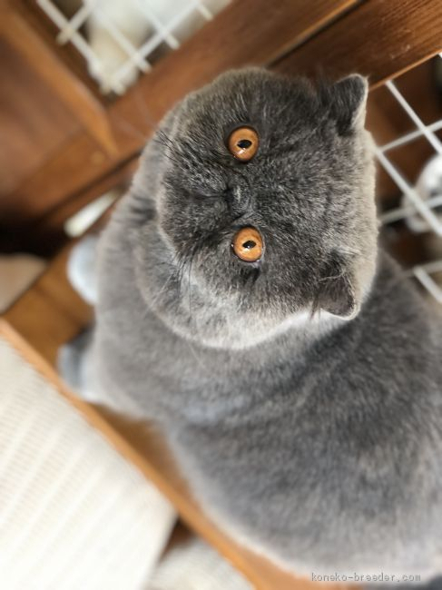 鈴木直実ブリーダー
