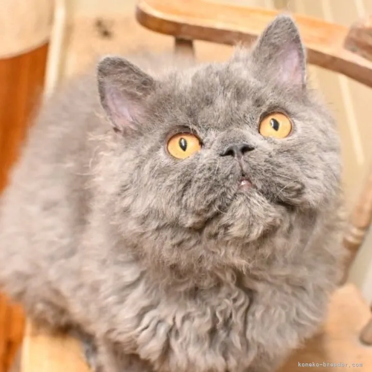 ID:2302-00671の子猫