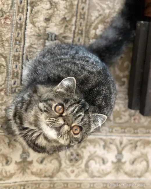 ID：1802-01029の子猫