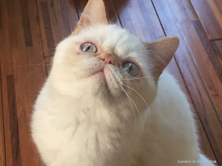 ID:1612-00518の子猫