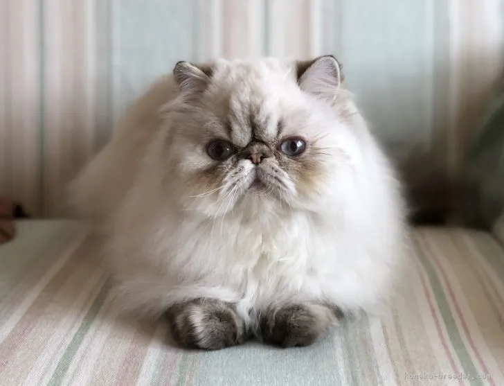 ID：1804-01762の子猫