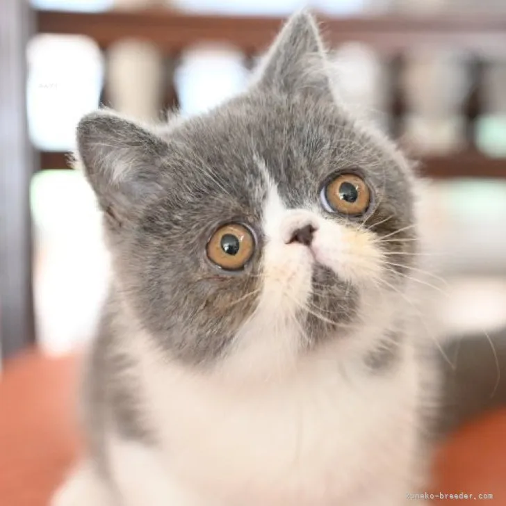 ID：2310-02160の子猫