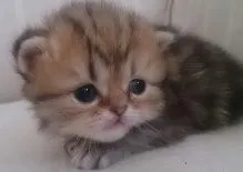 ID：1406-00314の子猫