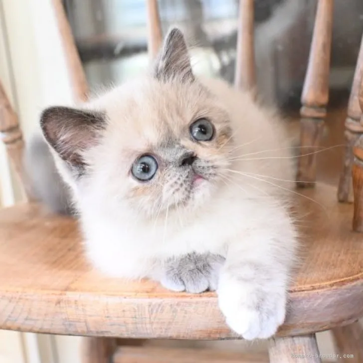 ID：2304-00555の子猫