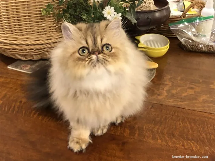 ID：1909-00517の子猫