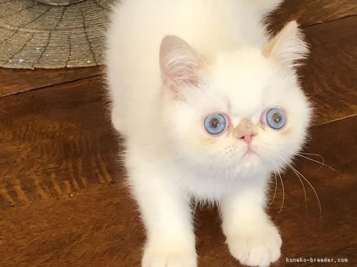 ID:2204-00569の子猫