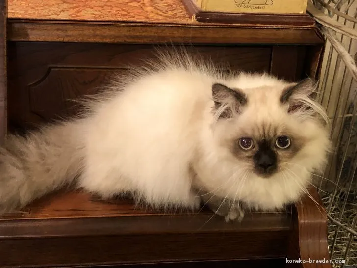 ID：1908-01252の子猫