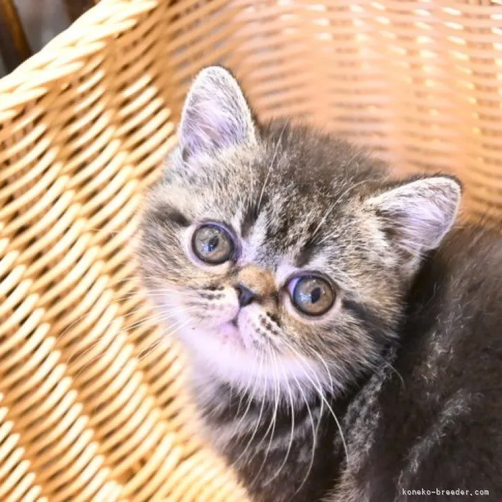 ID：2310-01009の子猫
