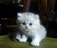 ID:1406-00312の子猫