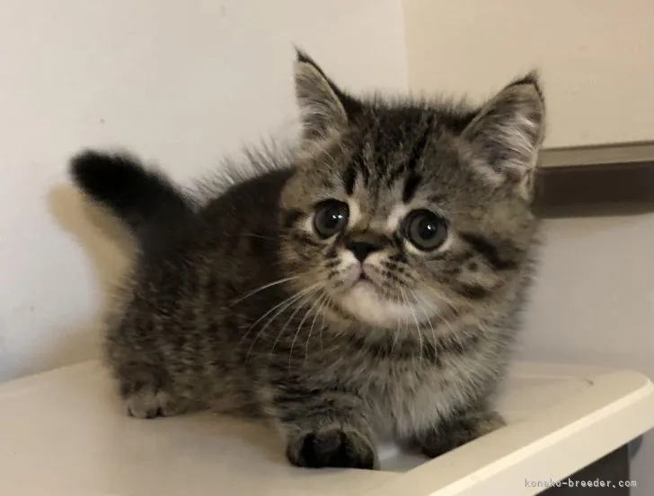 ID：2108-01100の子猫