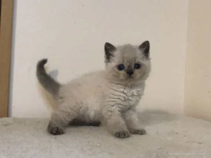 ID:2106-02165の子猫