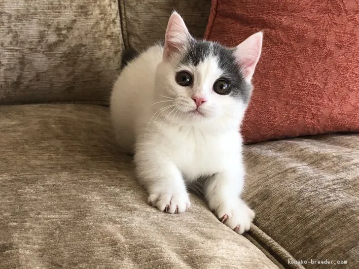 ID：2011-00091の子猫