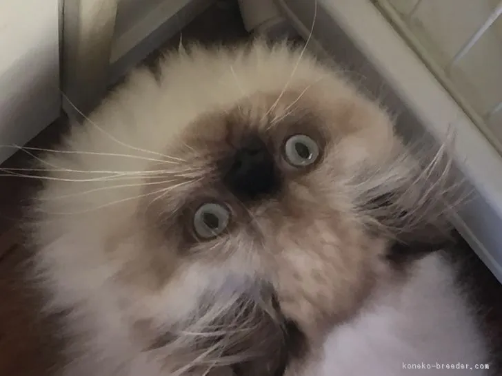 ID:1702-00442の子猫