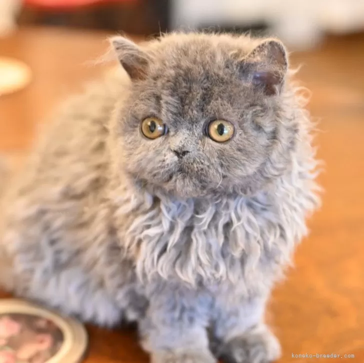 ID：2401-02195の子猫
