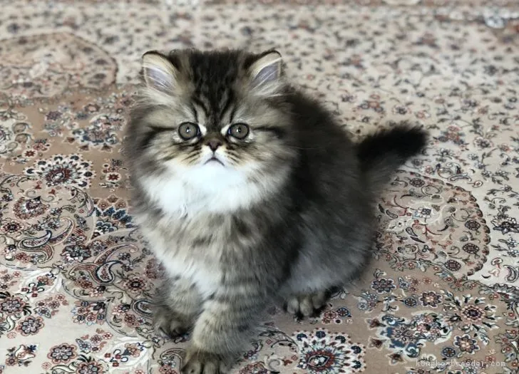 ID:1804-00314の子猫