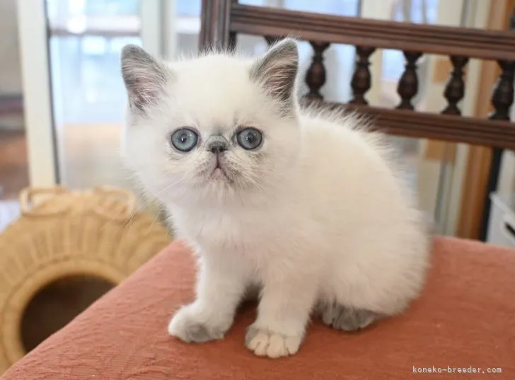 ID：2111-01618の子猫