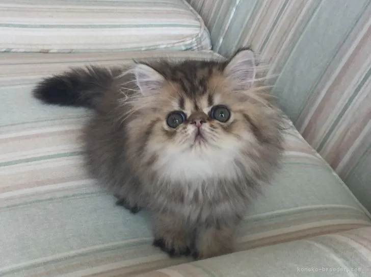 ID：1706-00116の子猫