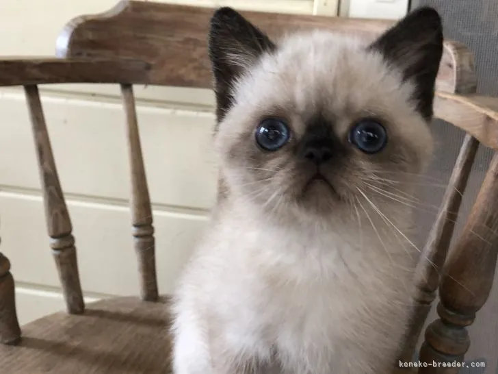 ID：2104-00687の子猫