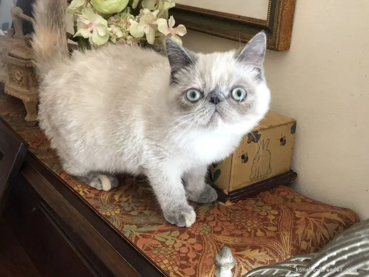 ID:2001-00678の子猫