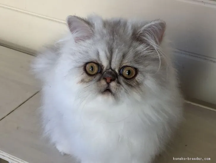 ID:1702-00350の子猫