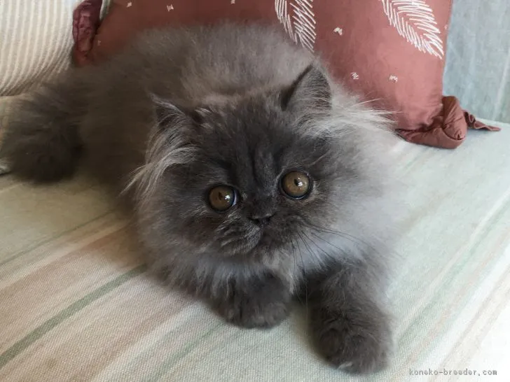 ID:1710-01105の子猫