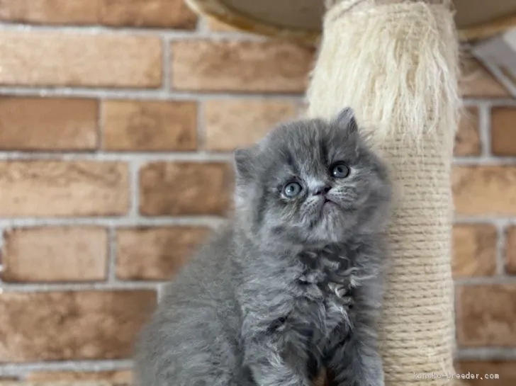 ID：2005-01908の子猫