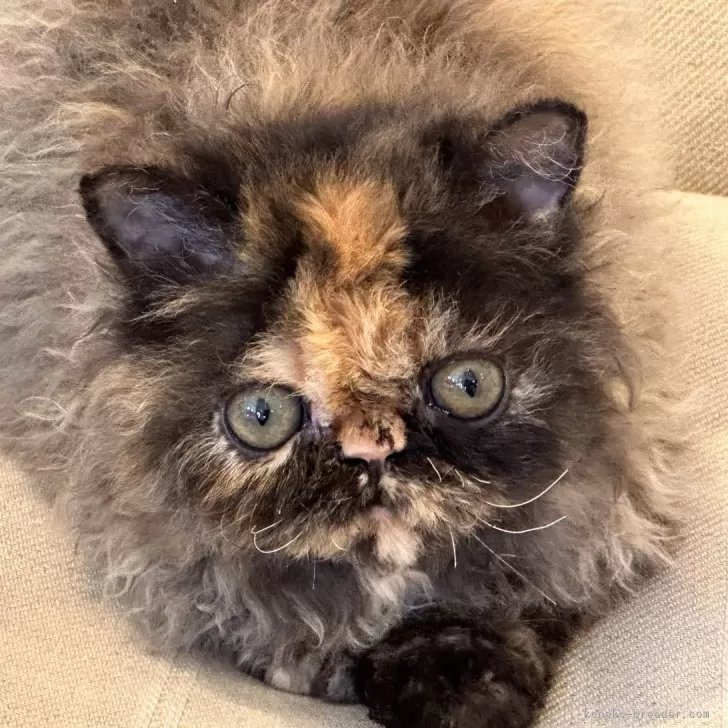 ID：2401-02196の子猫