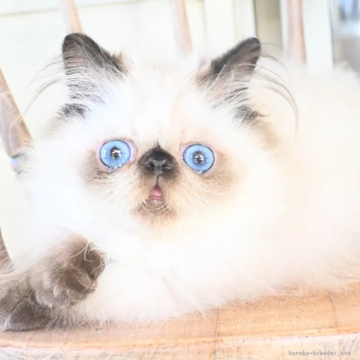 ID：2307-01032の子猫