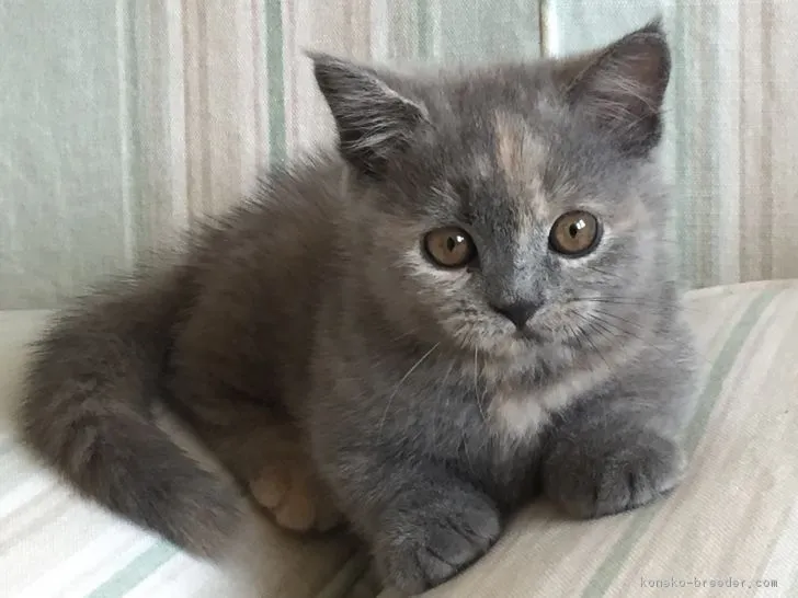 ID：1708-00240の子猫