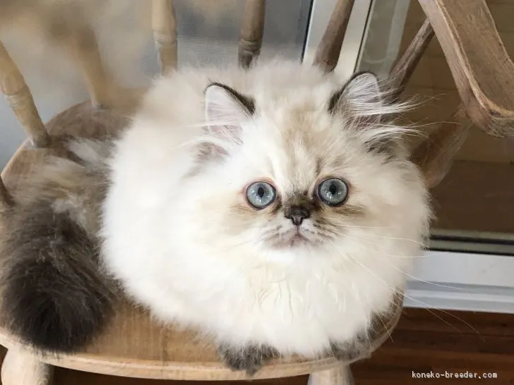 ID：1909-00190の子猫
