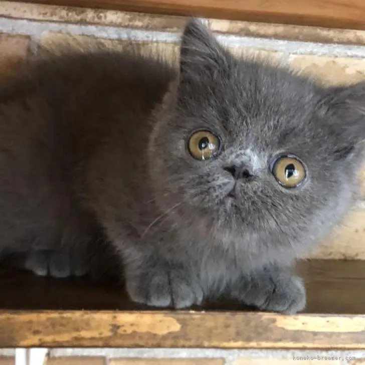 ID：2208-03016の子猫