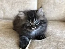 ミヌエット【栃木県・男の子・2018年10月2日・ブラウンタビー】の写真1