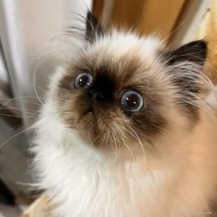 ID:2209-00805の子猫