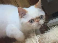 エキゾチックショートヘア【栃木県・男の子・2016年7月28日・クリームポイント】の写真2