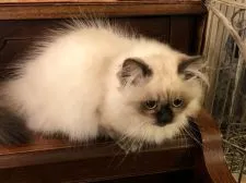 ミヌエット【栃木県・男の子・2019年5月26日・シールポイント】の写真3