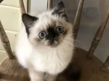 エキゾチックショートヘア【栃木県・女の子・2021年11月12日・トーティポイント】の写真3