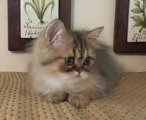 ペルシャ(チンチラ)【栃木県・男の子・2016年5月25日・ゴールデン】の写真4