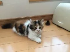 マンチカン【栃木県・女の子・2014年11月30日・キャリコ】の写真4