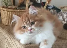 ミヌエット【栃木県・男の子・2016年7月20日・レッドタビー&ホワイト】の写真4