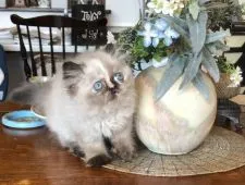 エキゾチックショートヘア【栃木県・女の子・2021年8月31日・トーティポイント】の写真4